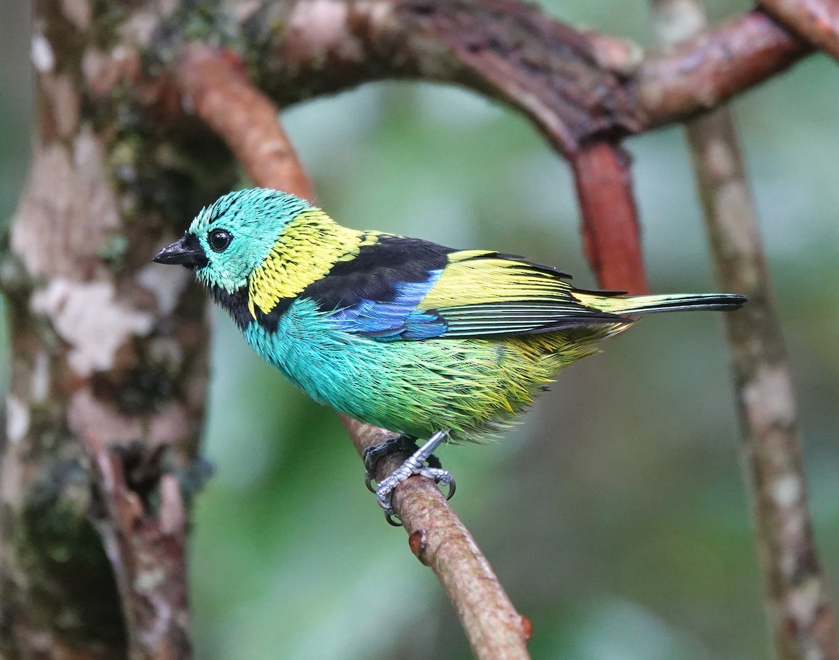 Green-headed Tanager - ML642403564