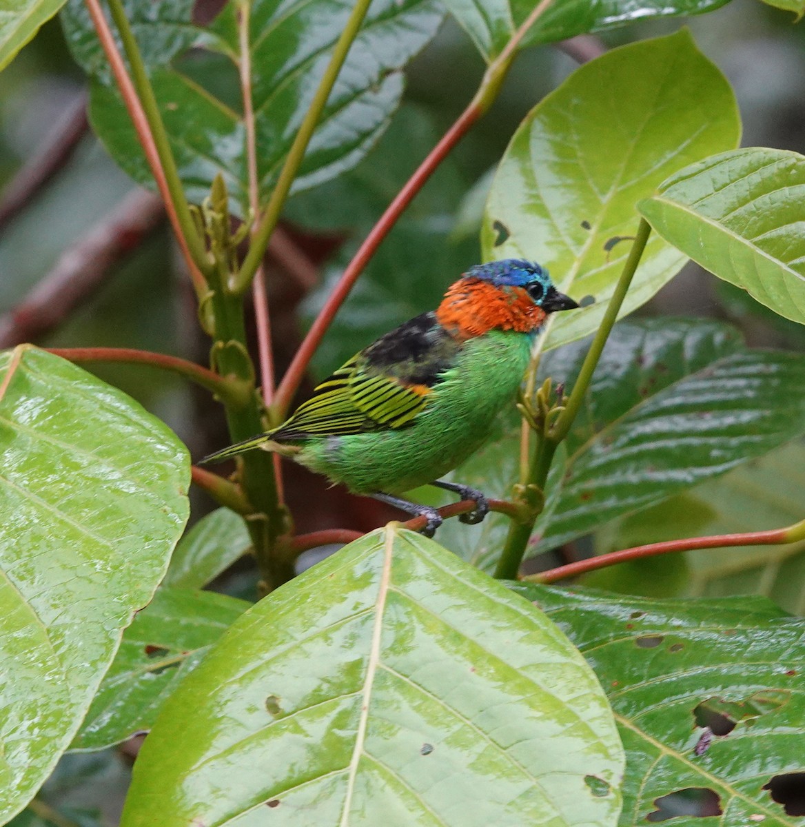 Red-necked Tanager - ML642403584