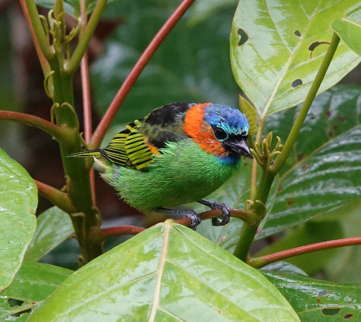 Red-necked Tanager - ML642403594