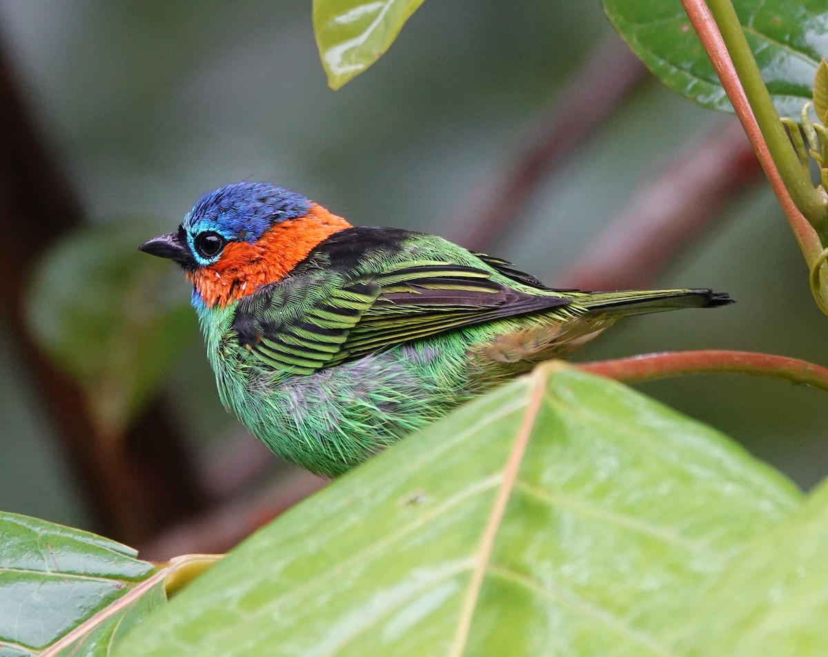 Red-necked Tanager - ML642403598