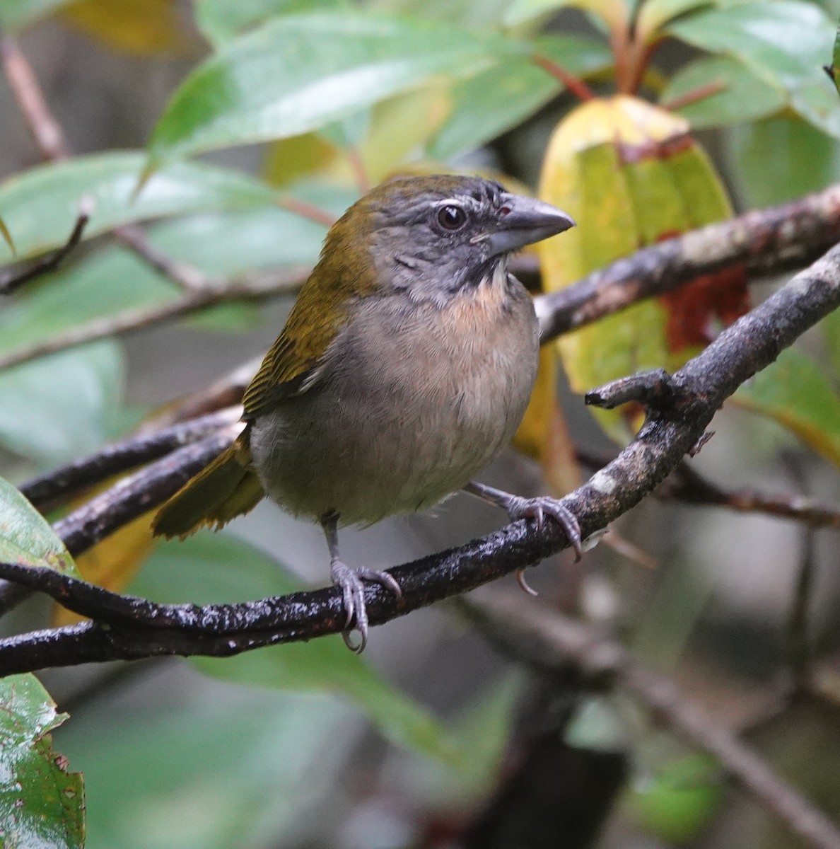 Buff-throated Saltator - ML642403620