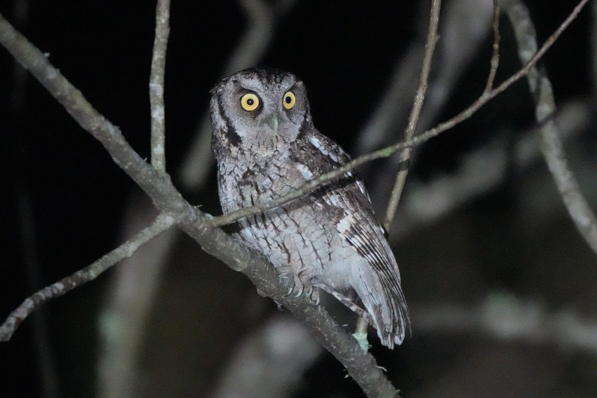 Long-tufted Screech-Owl - ML642403625