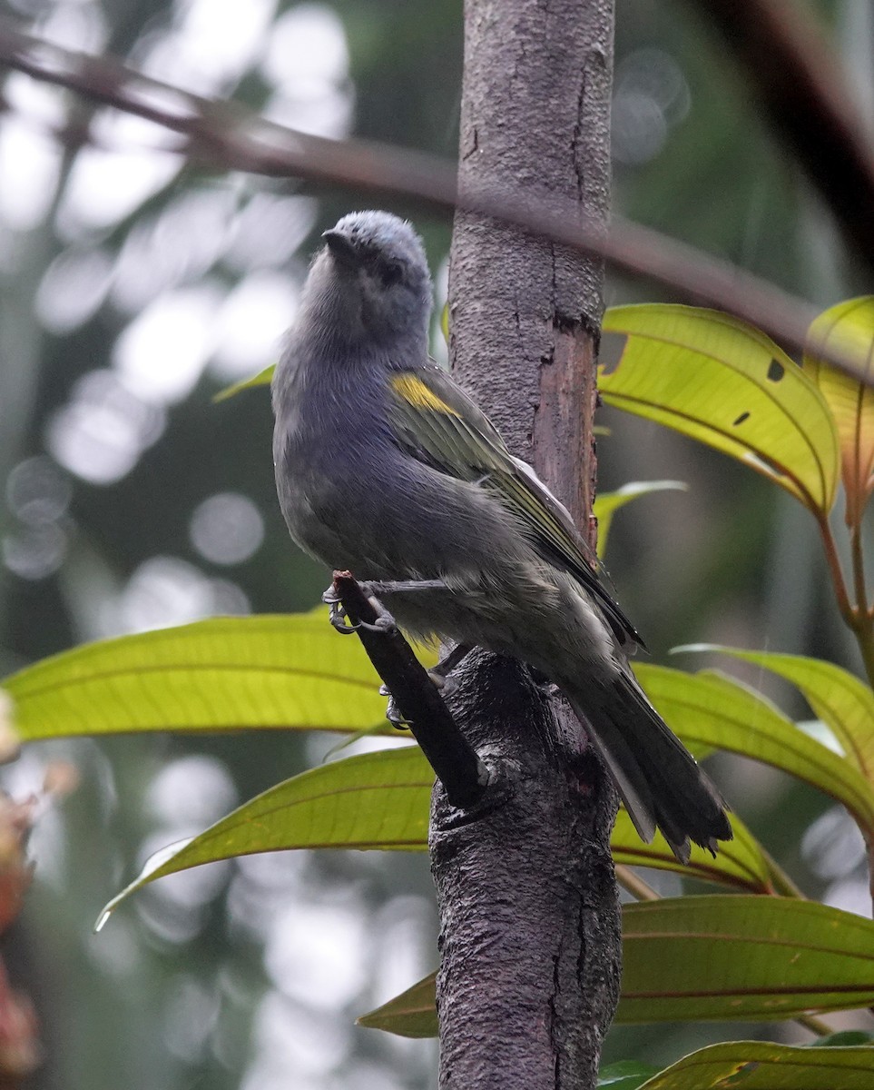 Golden-chevroned Tanager - ML642403647