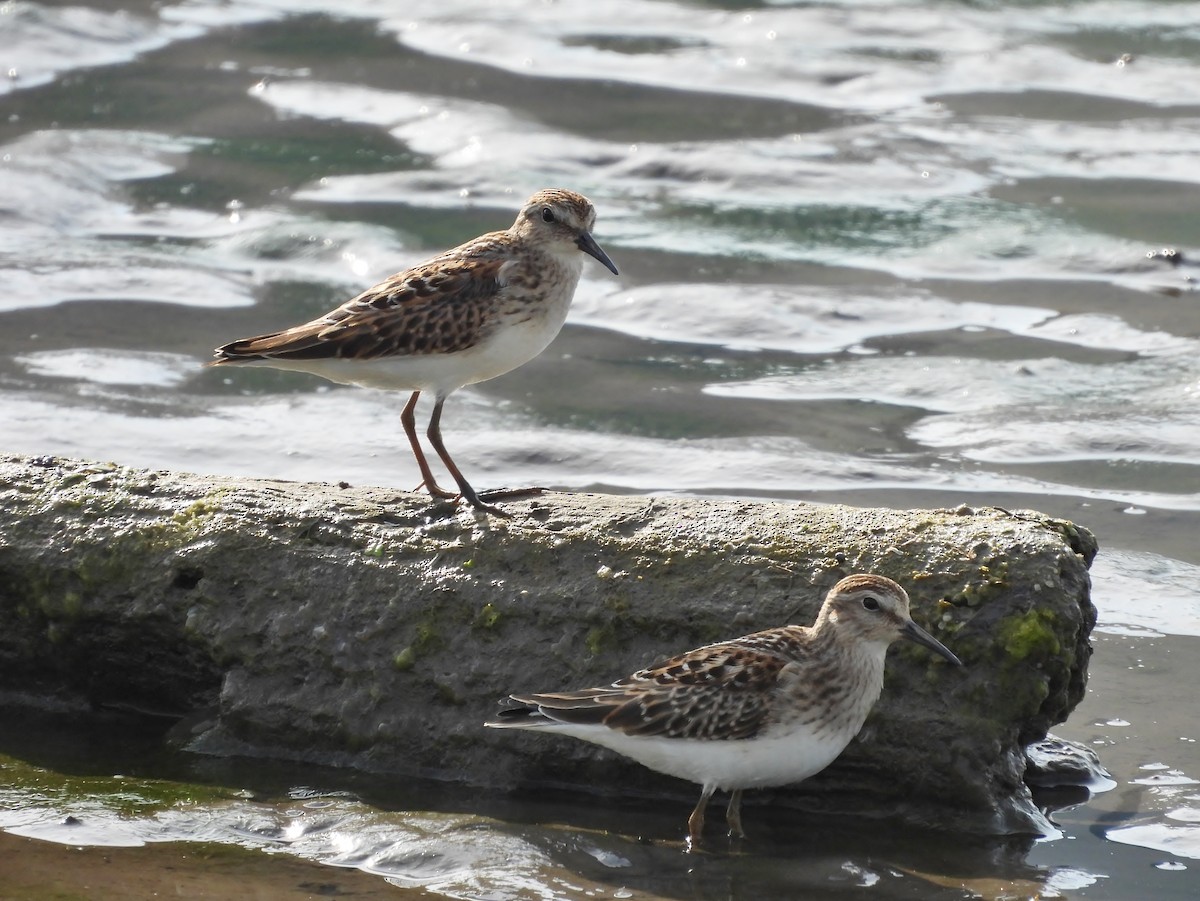 Least Sandpiper - ML642403666
