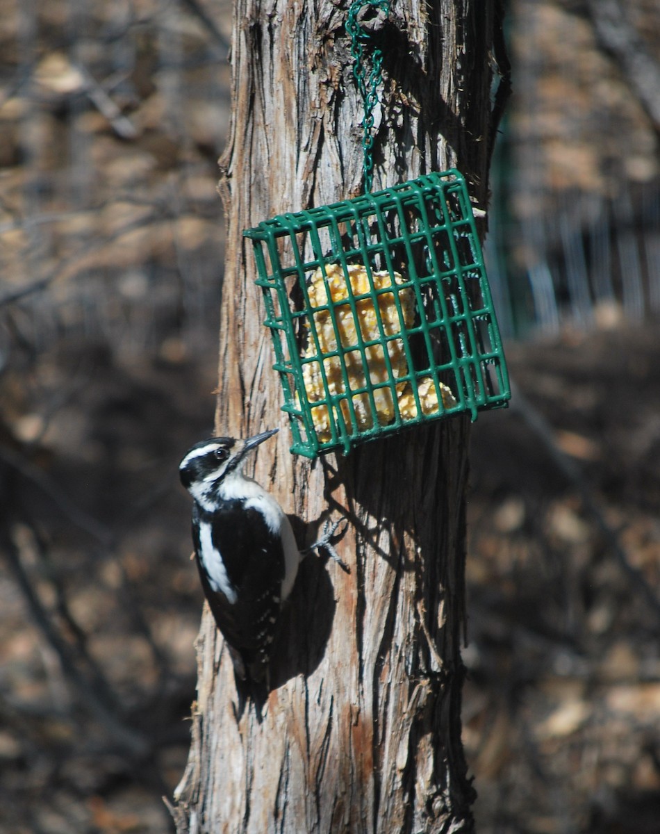 Hairy Woodpecker (Rocky Mts.) - ML642403676
