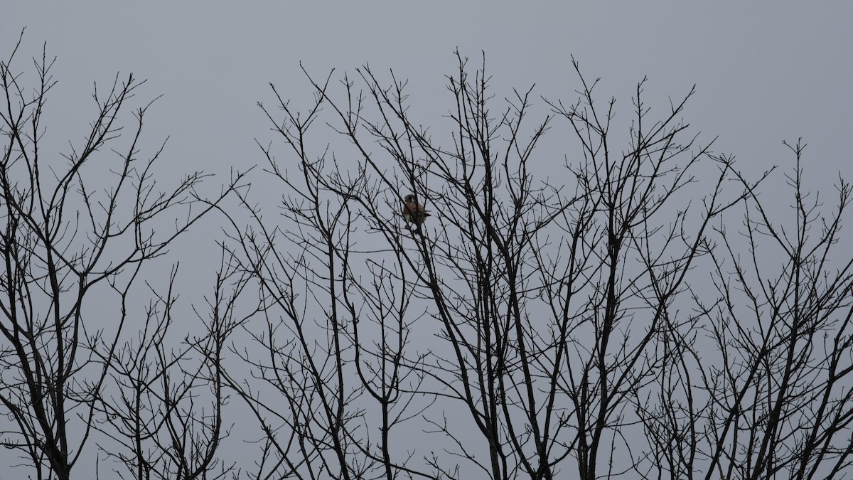 American Kestrel - ML642403709