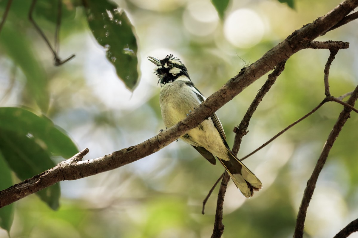 White-eared Monarch - ML642403710
