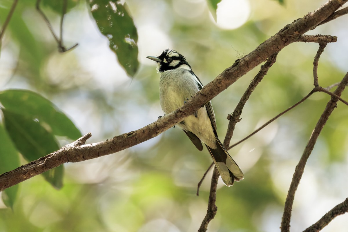 White-eared Monarch - ML642403711