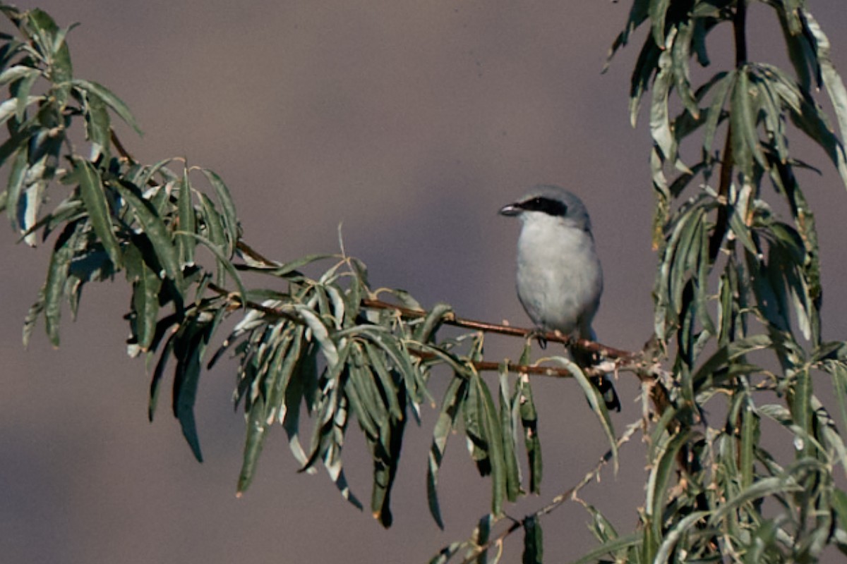 Loggerhead Shrike - ML642403713