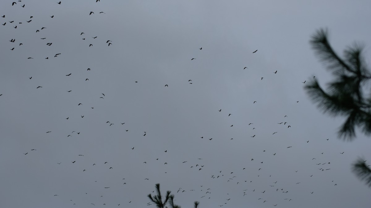 Fish Crow - ML642403720