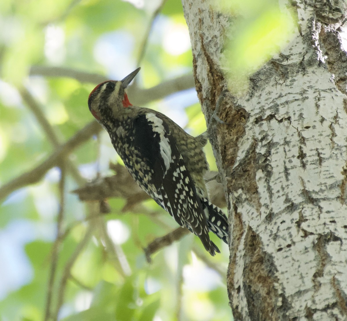Red-naped Sapsucker - ML642403725
