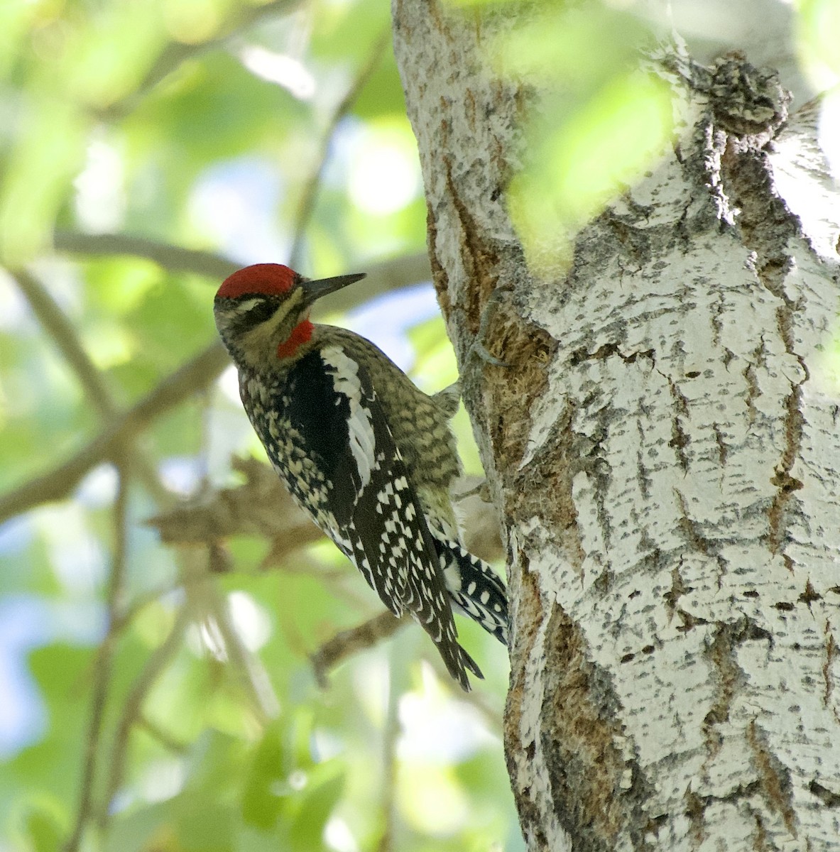 Red-naped Sapsucker - ML642403726