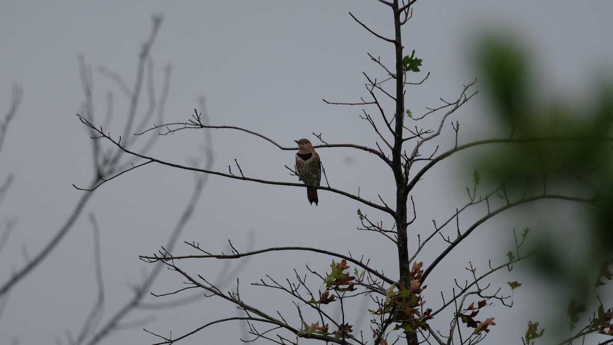 Northern Flicker - ML642403727