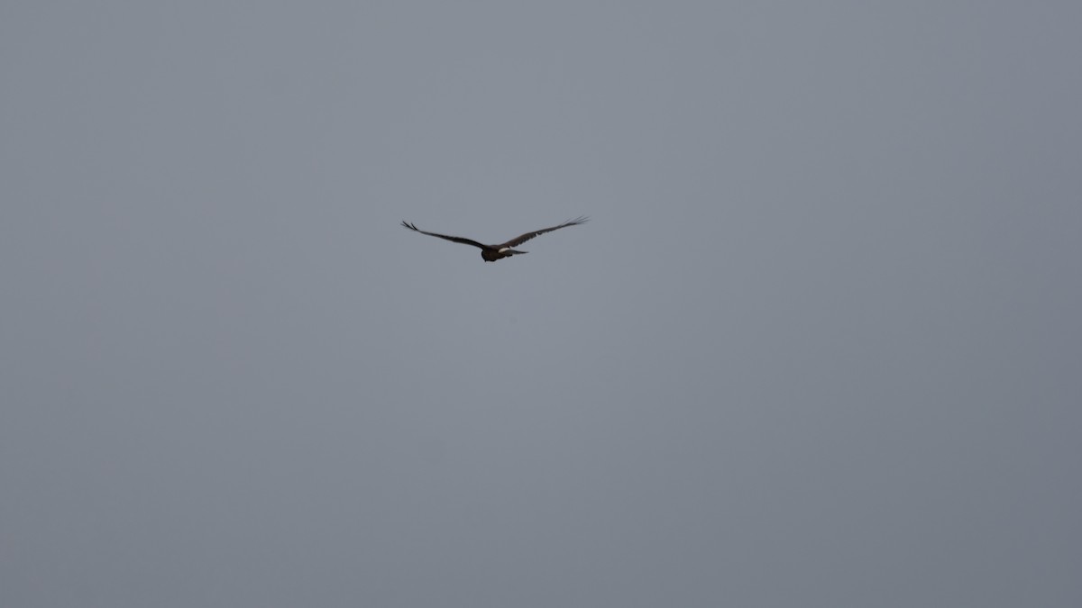 Northern Harrier - ML642403728