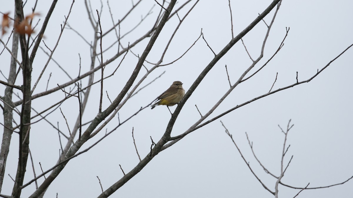 Palm Warbler - ML642403735