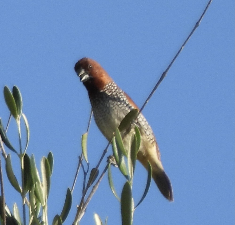Scaly-breasted Munia - ML642403765