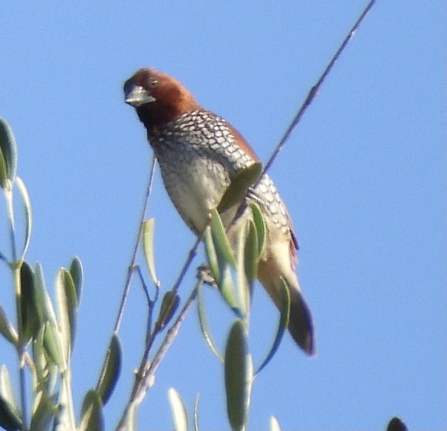 Scaly-breasted Munia - ML642403766