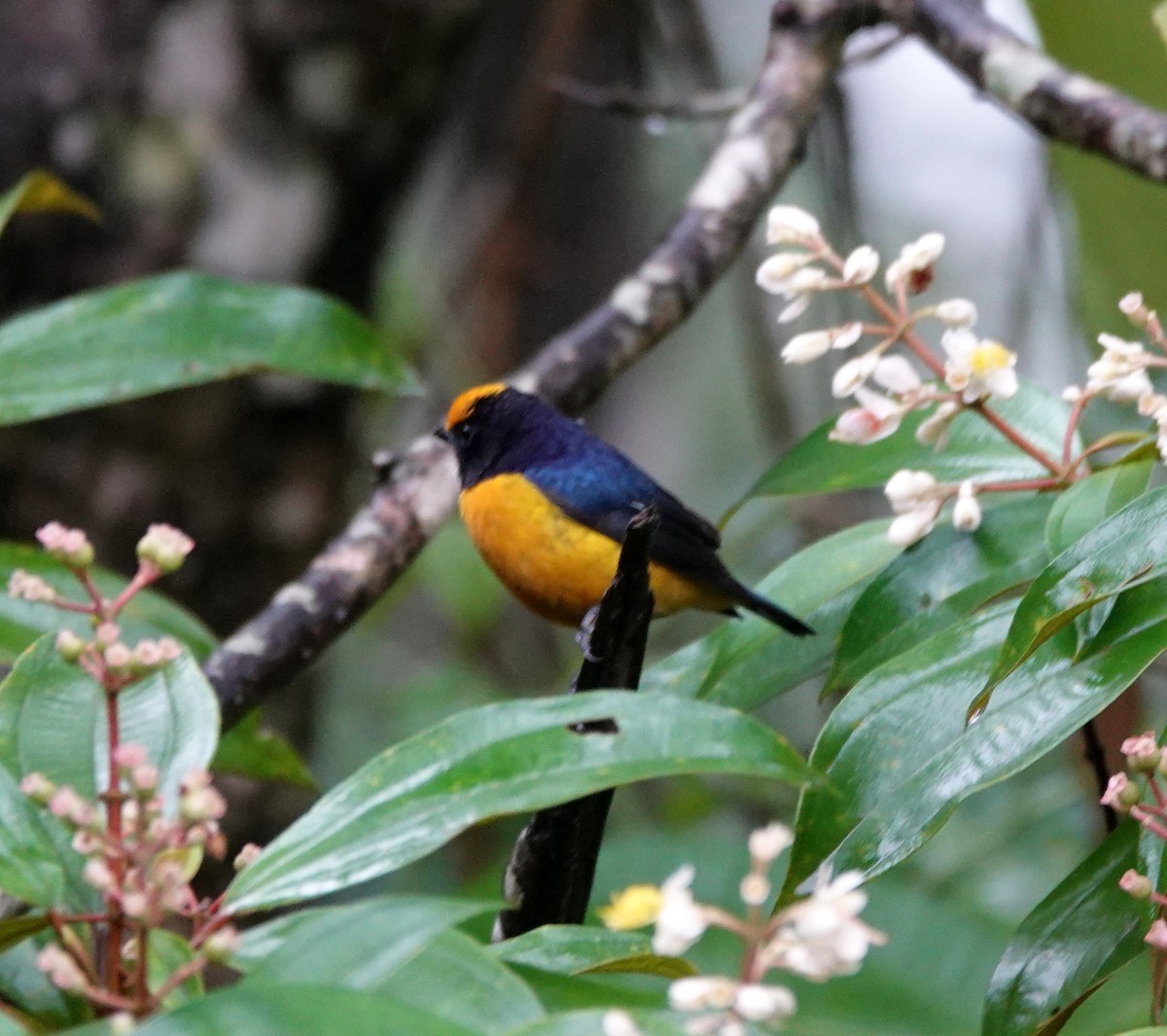 Orange-bellied Euphonia - ML642403779
