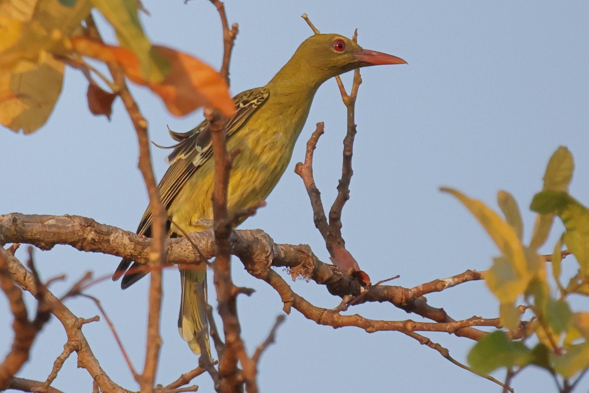 Mangrovepirol - ML642403799