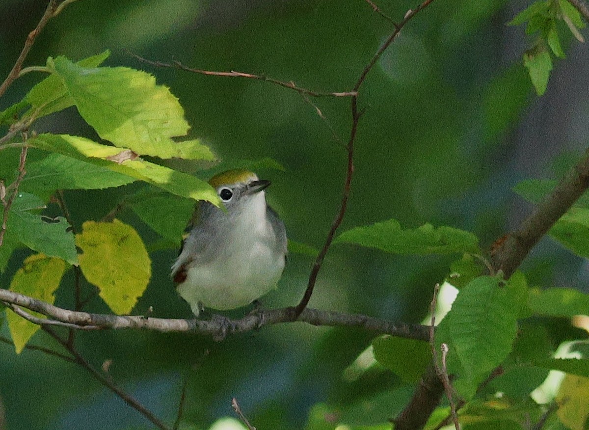 Rubingoldhähnchen - ML642403813