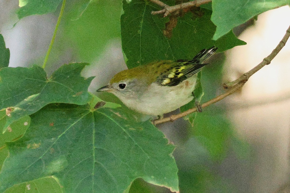Rubingoldhähnchen - ML642403815