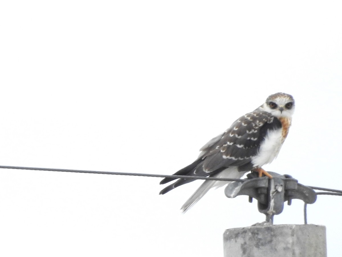 White-tailed Kite - ML642403818