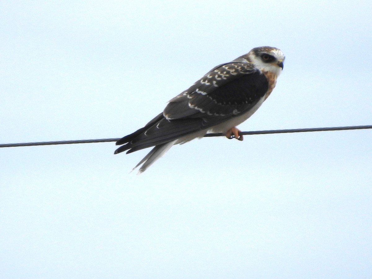 White-tailed Kite - ML642403819