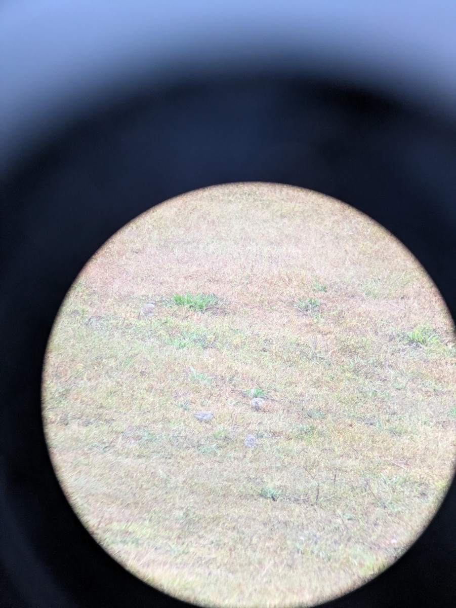 コシジロウズラシギ - ML642403830