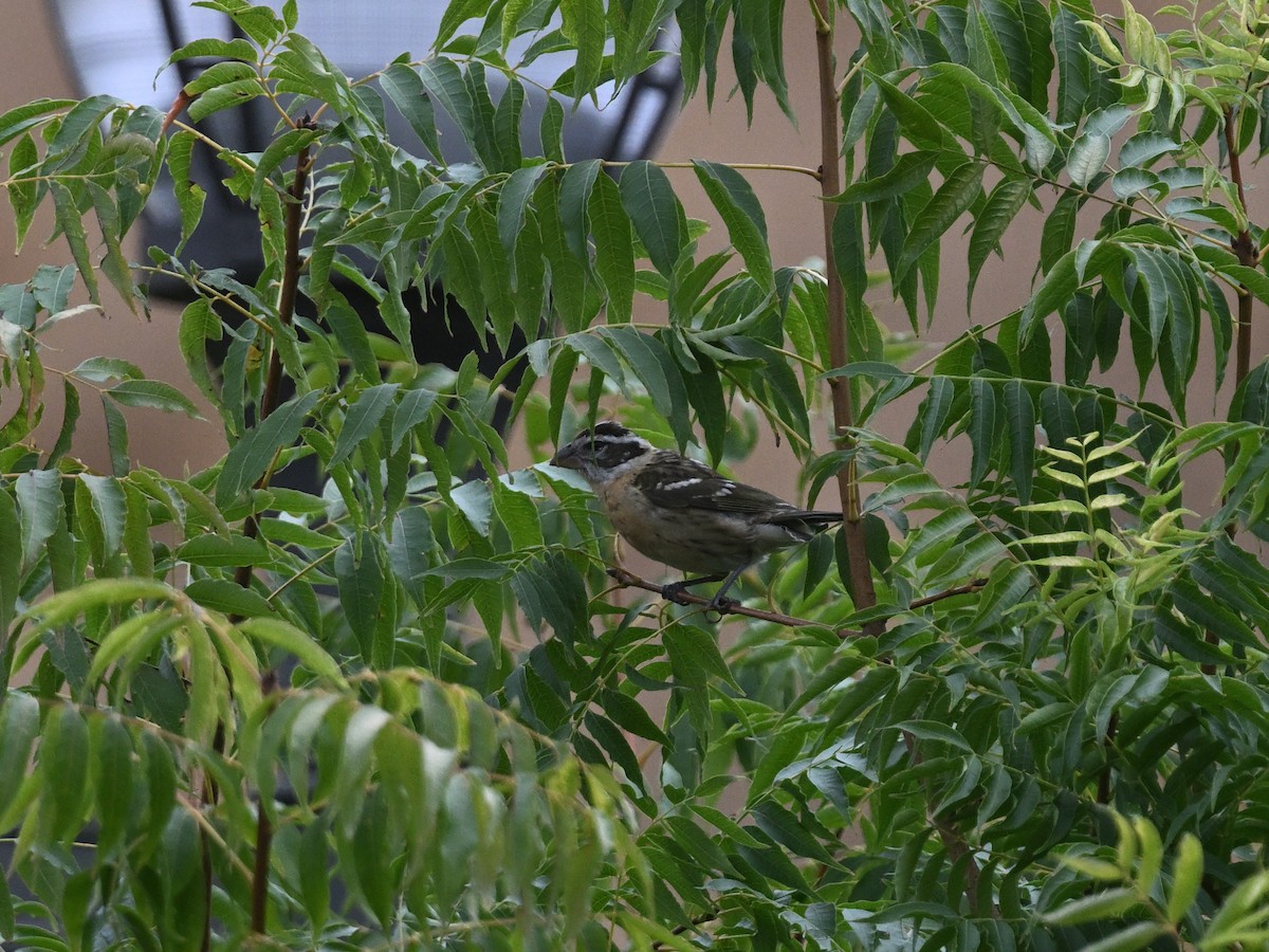 Black-headed Grosbeak - ML642403832