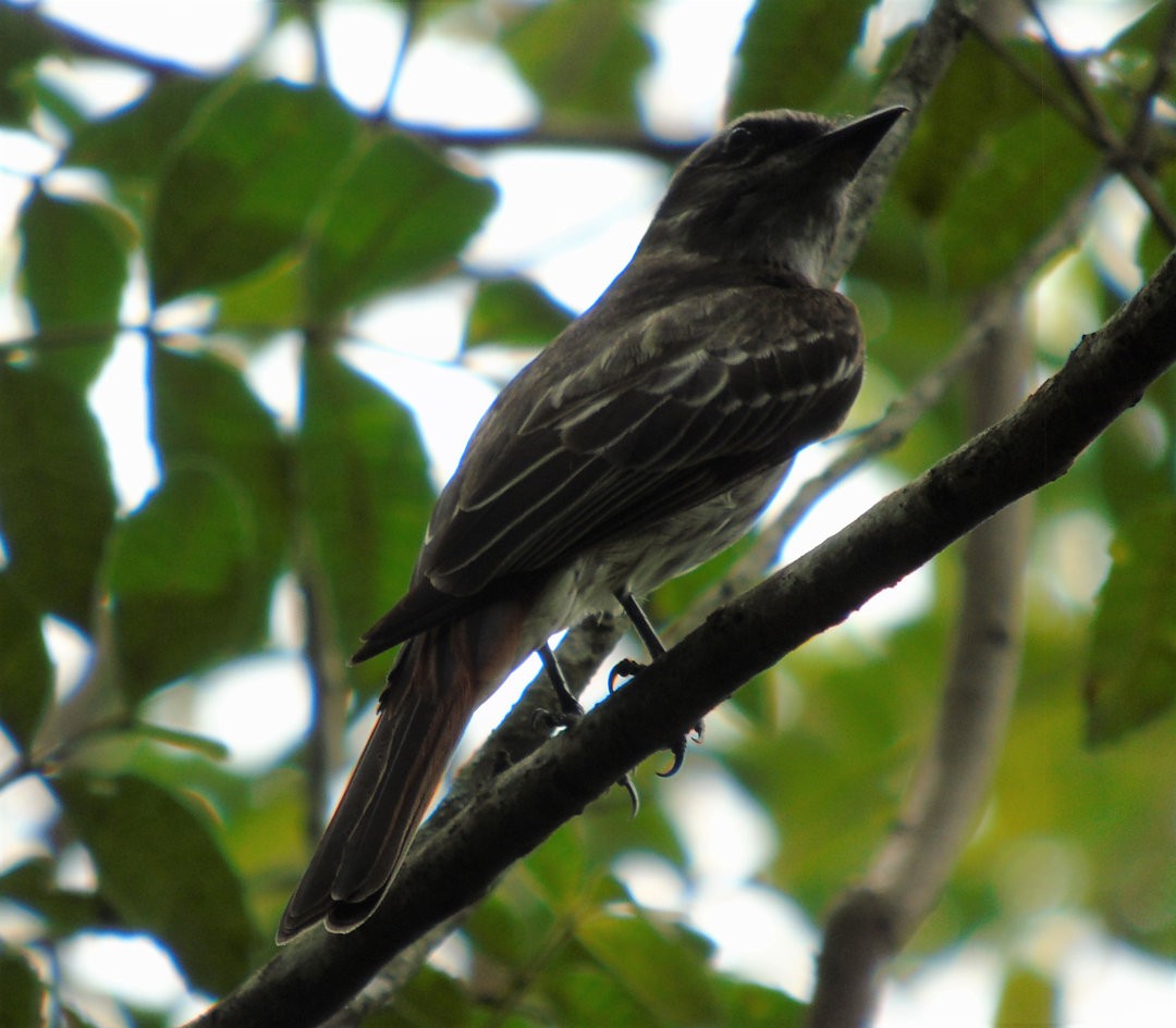 Streaked Flycatcher - ML642403837
