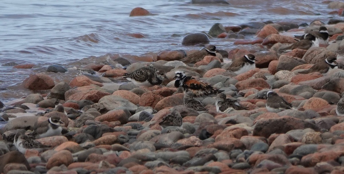 Ruddy Turnstone - ML642403839