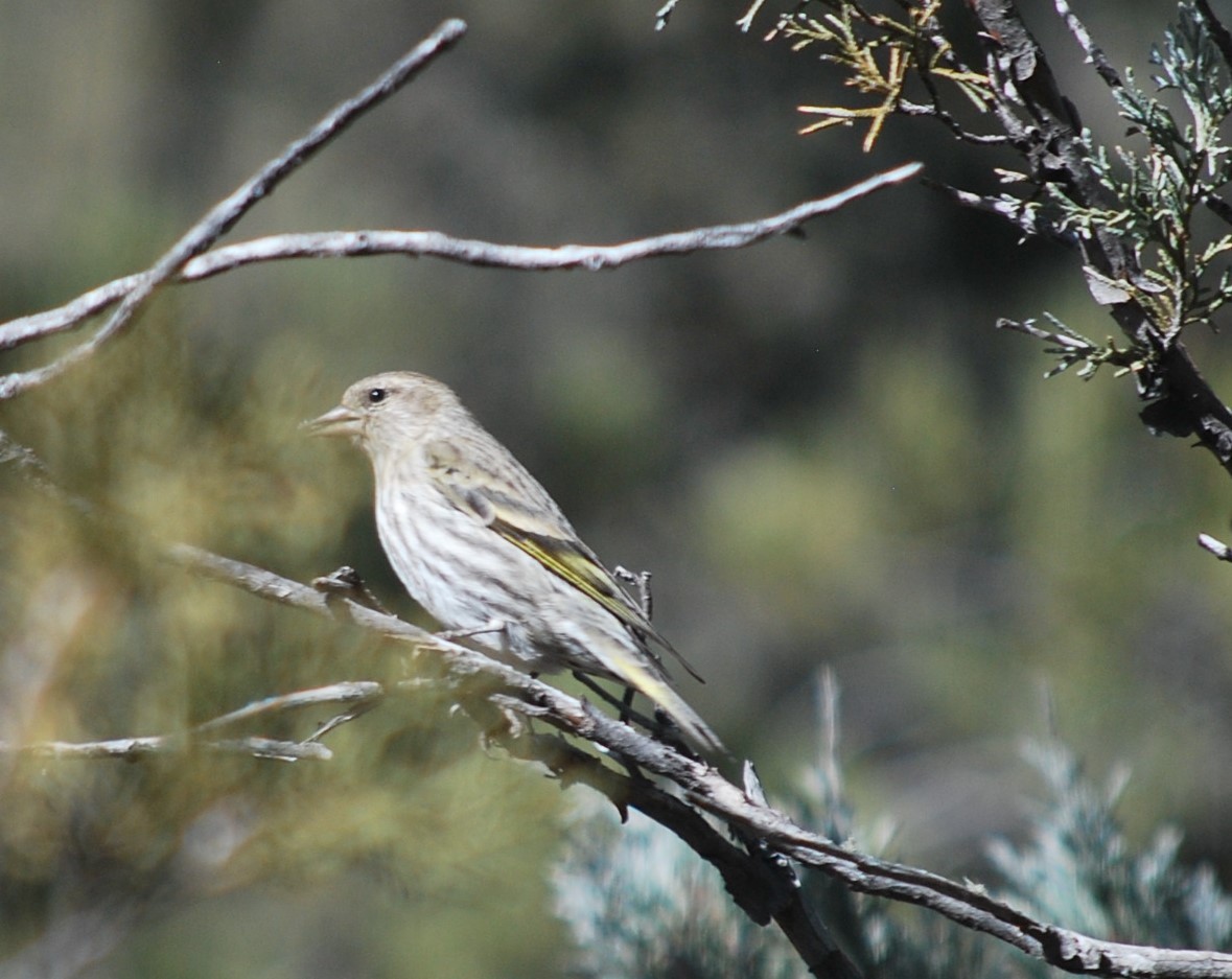 Pine Siskin - ML642403844