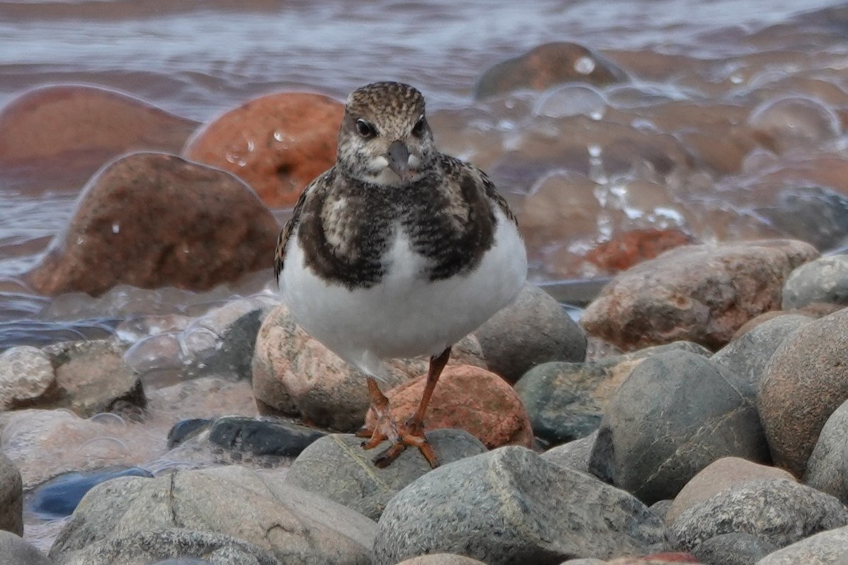 Ruddy Turnstone - ML642403845