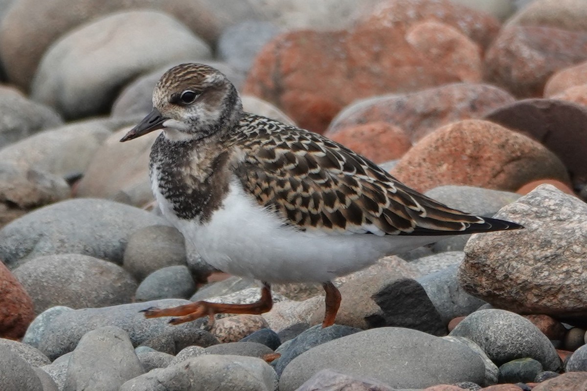 Ruddy Turnstone - ML642403858