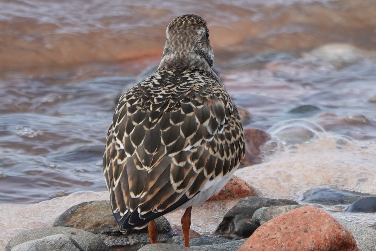Ruddy Turnstone - ML642403861
