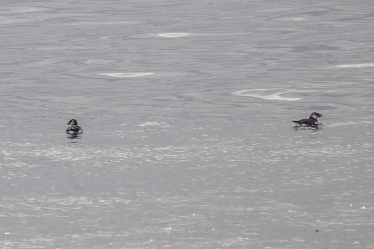 Atlantic Puffin - ML642403862
