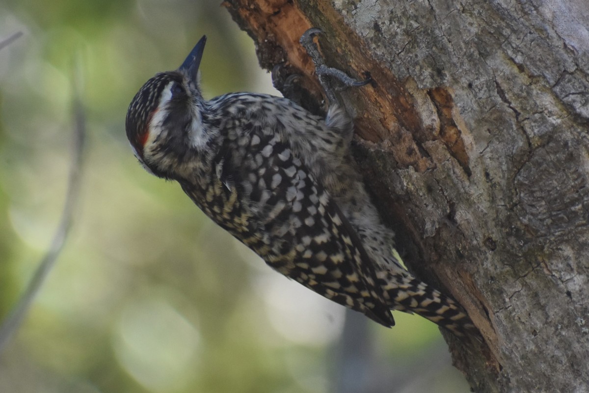 Checkered Woodpecker - ML642403901
