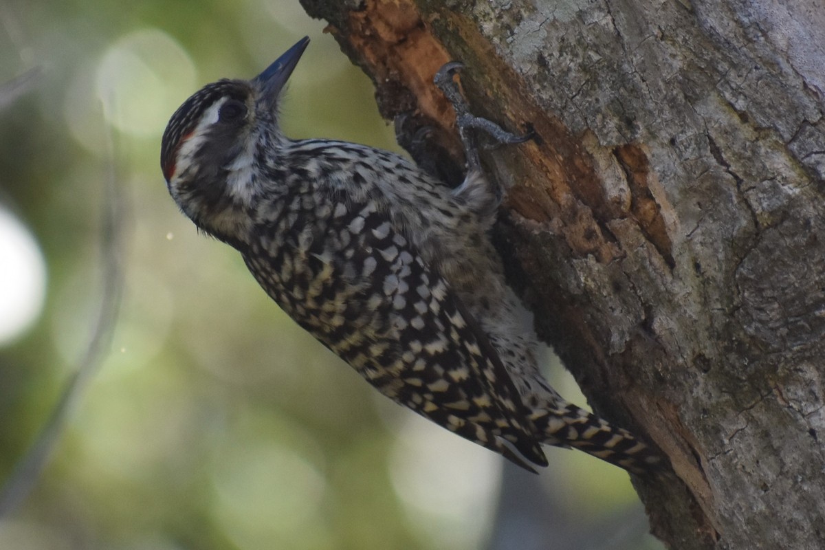Checkered Woodpecker - ML642403902