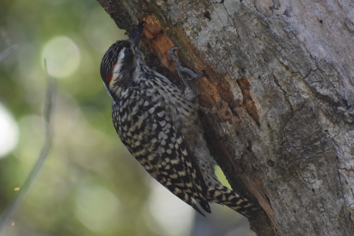 Checkered Woodpecker - ML642403903