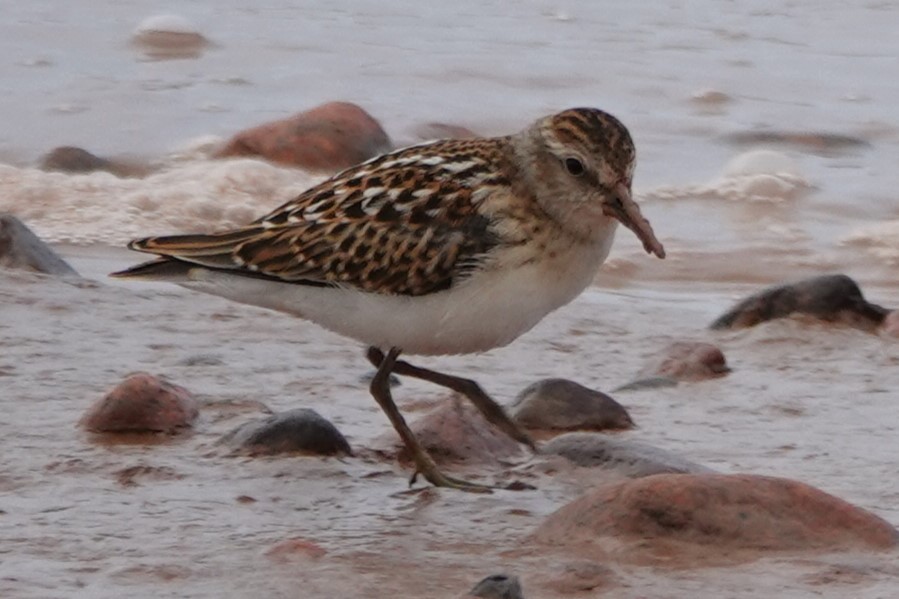Least Sandpiper - ML642403941