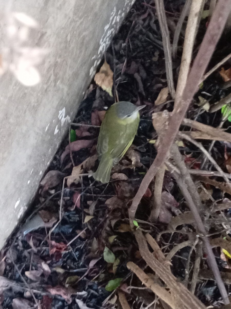 Yellow-green Vireo - ML642403973