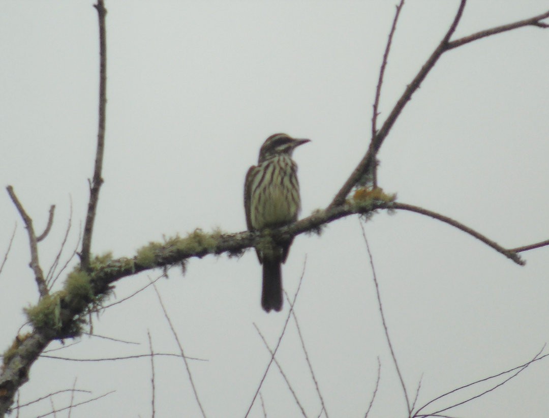 stripetyrann - ML642403987