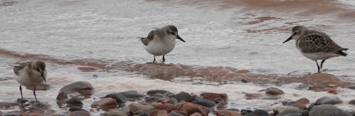 Semipalmated Sandpiper - ML642403995