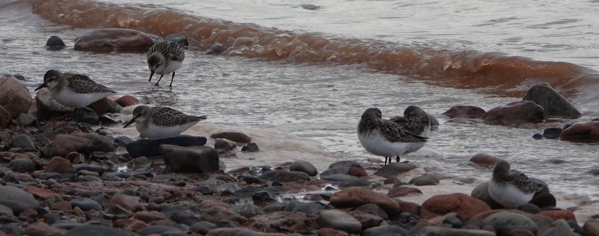 Semipalmated Sandpiper - ML642404002