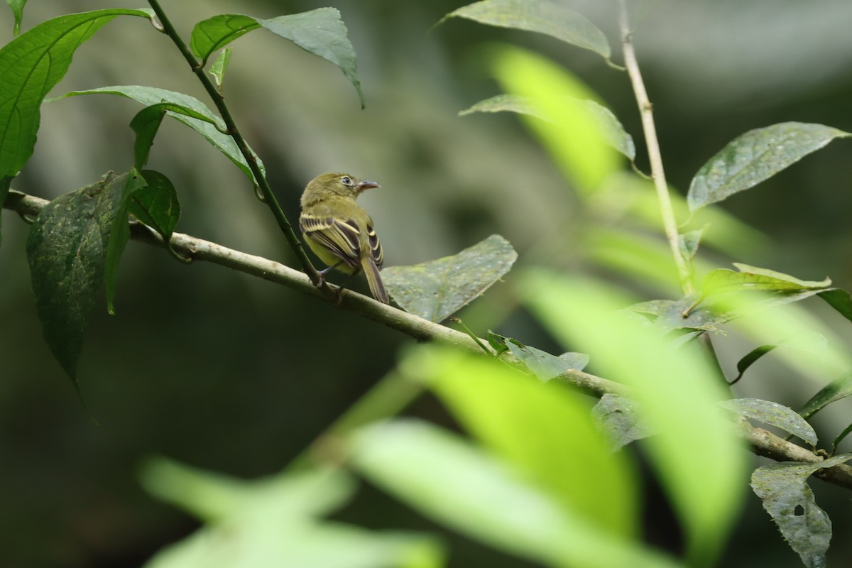 Southern Bentbill - ML642404006