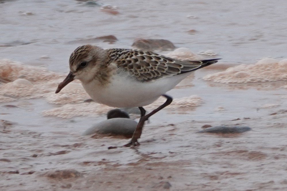 Semipalmated Sandpiper - ML642404009