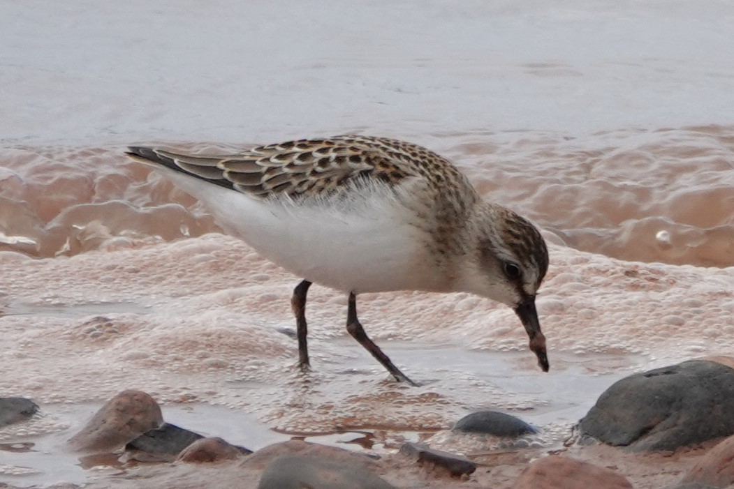 Semipalmated Sandpiper - ML642404017