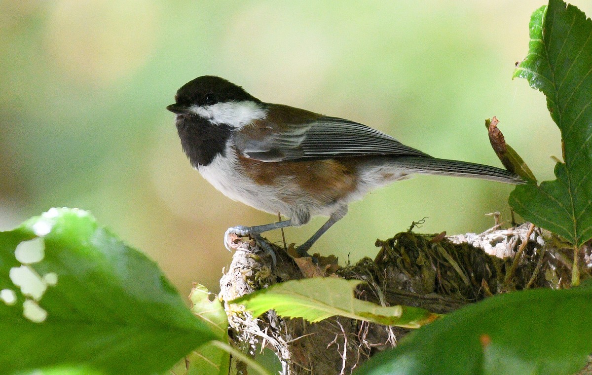 Chestnut-backed Chickadee - ML642404019