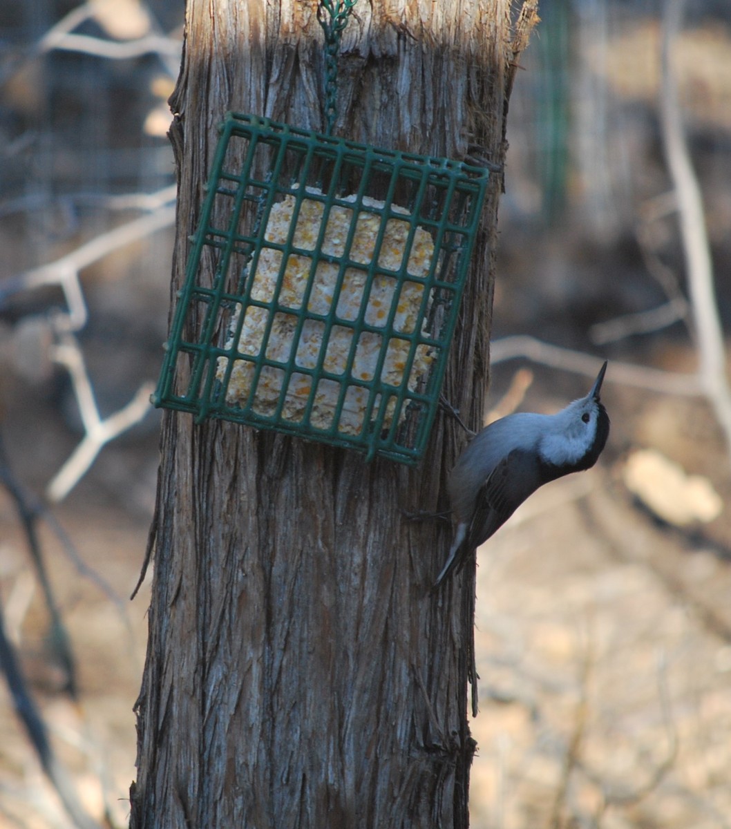 White-breasted Nuthatch (Interior West) - ML642404031