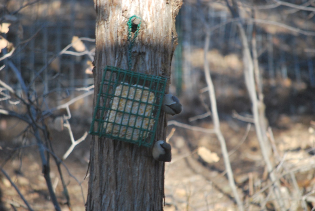 Pygmy Nuthatch - ML642404071